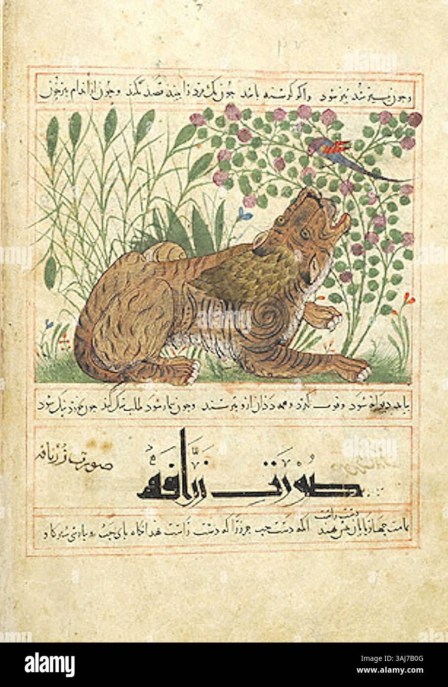 Questa miniatura della MS M.500 (1297-1300) raffigura una tigre nella sua posizione naturale, mostrando la rappresentazione dettagliata e realistica degli animali tipici dell'arte persiana durante il periodo Ilkhanato. Foto Stock