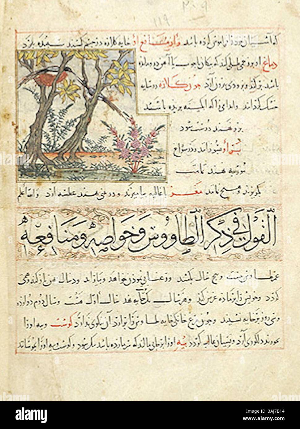 Questa illustrazione del XIII secolo della MS M.500 mostra due magpie arroccate insieme, esemplificando la delicata rappresentazione degli uccelli della miniatura persiana e il significato simbolico degli animali nella cultura persiana. Foto Stock