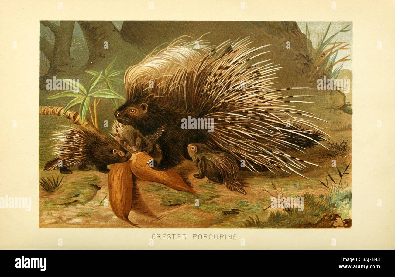 Questa illustrazione di *Hystrix cristata*, una specie di porcospino, è tratta da 'The Royal Natural History', pubblicato negli anni '1890 Fornisce dettagli sui tratti fisici e sull'habitat dell'animale. Foto Stock