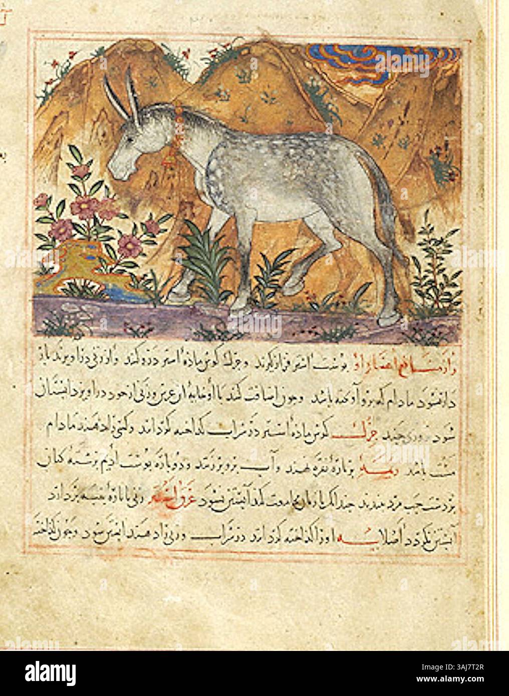 Questo dipinto in miniatura del XIII-XIV secolo di Maragheh, Iran, raffigura un mulo con una campana intorno al collo. L'opera, parte del manoscritto M.500, riflette la vita quotidiana e gli animali della Persia medievale. Foto Stock