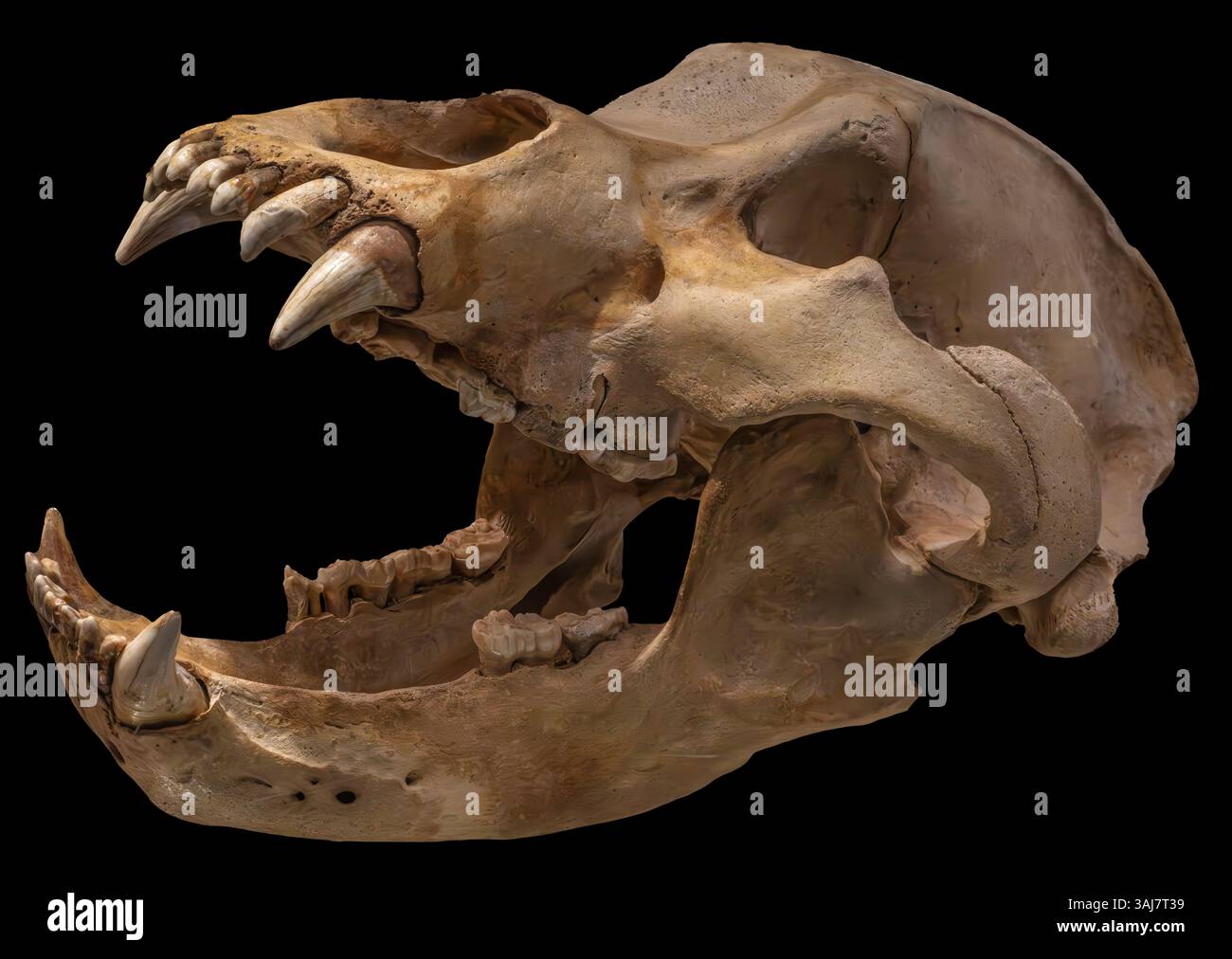 Teschio dell'orso grotta, Ursus spelaeus Foto Stock