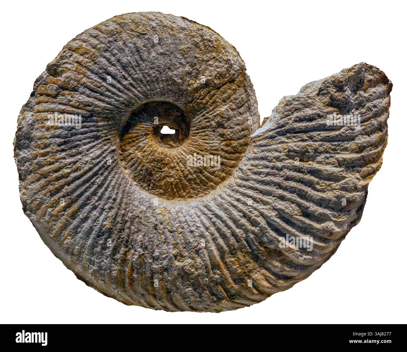 Ammonite fossile, Oxytropidoceras, Cretaceo, Fort Worth, Texas Foto Stock