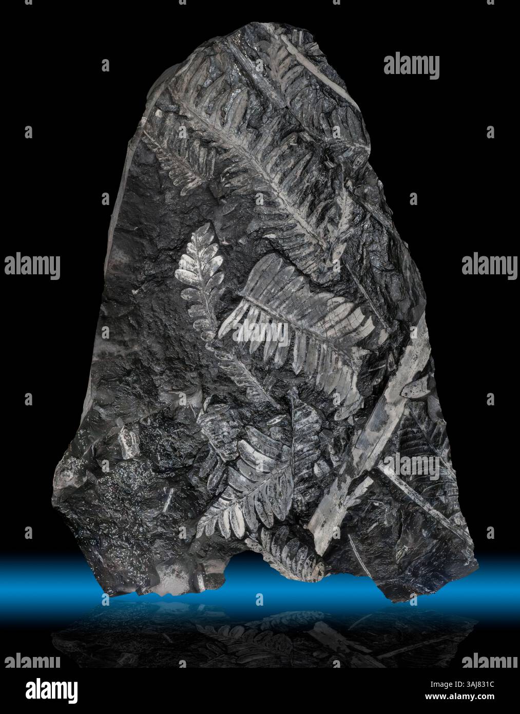 Specie Fossil Ferns, St. Clair, PA Neuropter ovata, Pecopteris e Cordaites Foto Stock