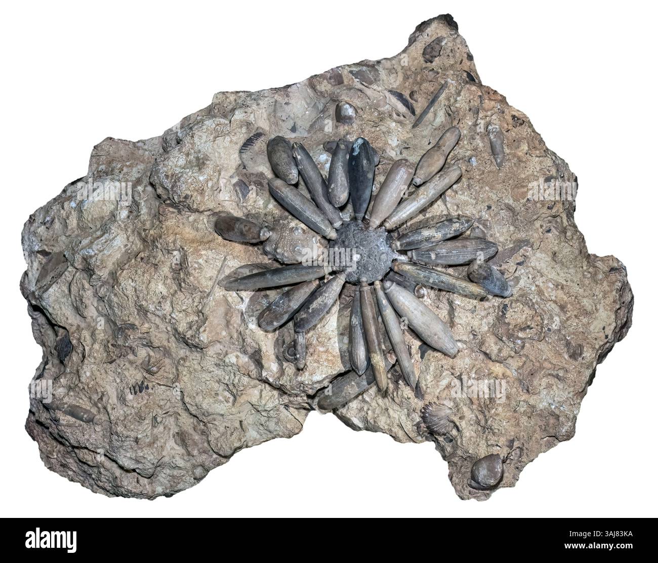Fossil Sea Urchin, Gymnocidaris koechlini, Atlas Mountains, Marocco Foto Stock