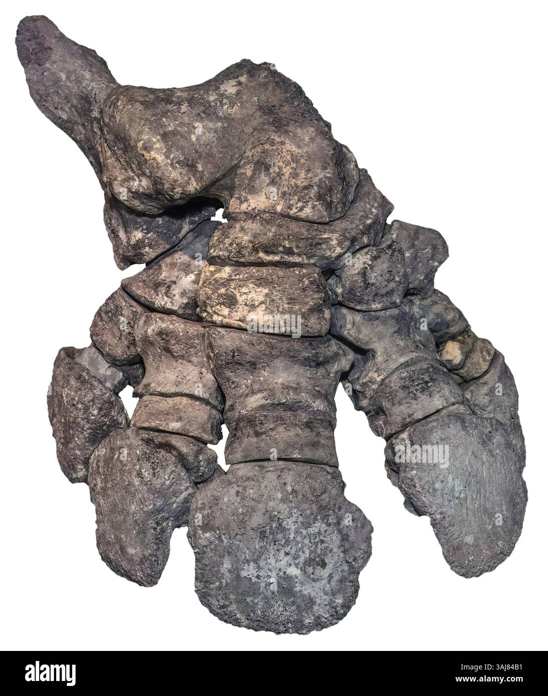 Glyptodont Hind Foot, Glyptotherium floridanum, Venice, Florida il piede posteriore di Glyptotherium floridanum, una specie estinta di glicptodonte, offre un Foto Stock