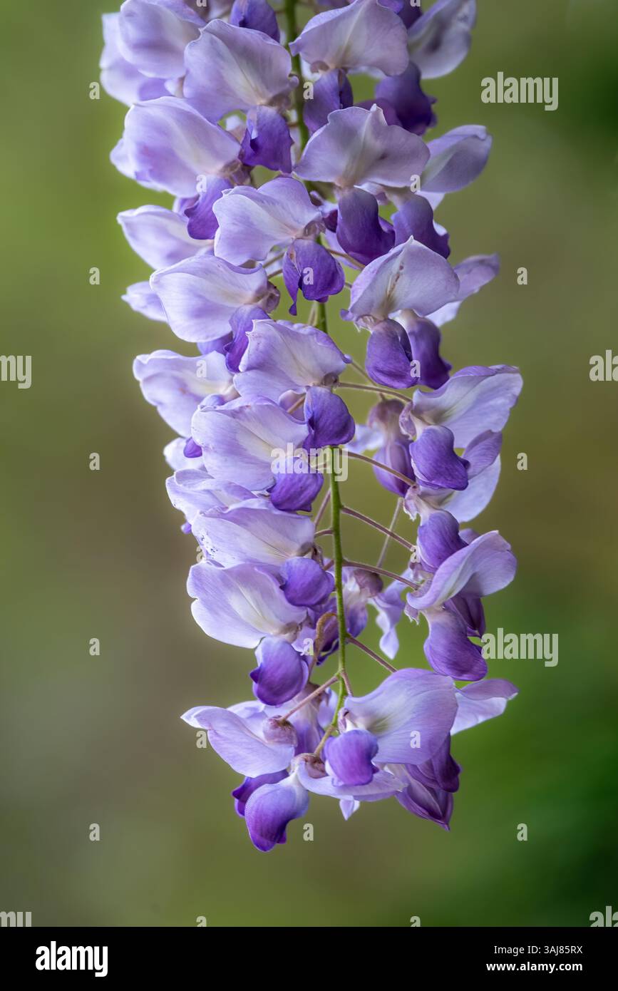 Una graziosa cascata verticale di fiori di glicine in morbide tonalità lavanda, delicatamente illuminata su uno sfondo verde sfocato per un raffinato arredo artistico. Foto Stock