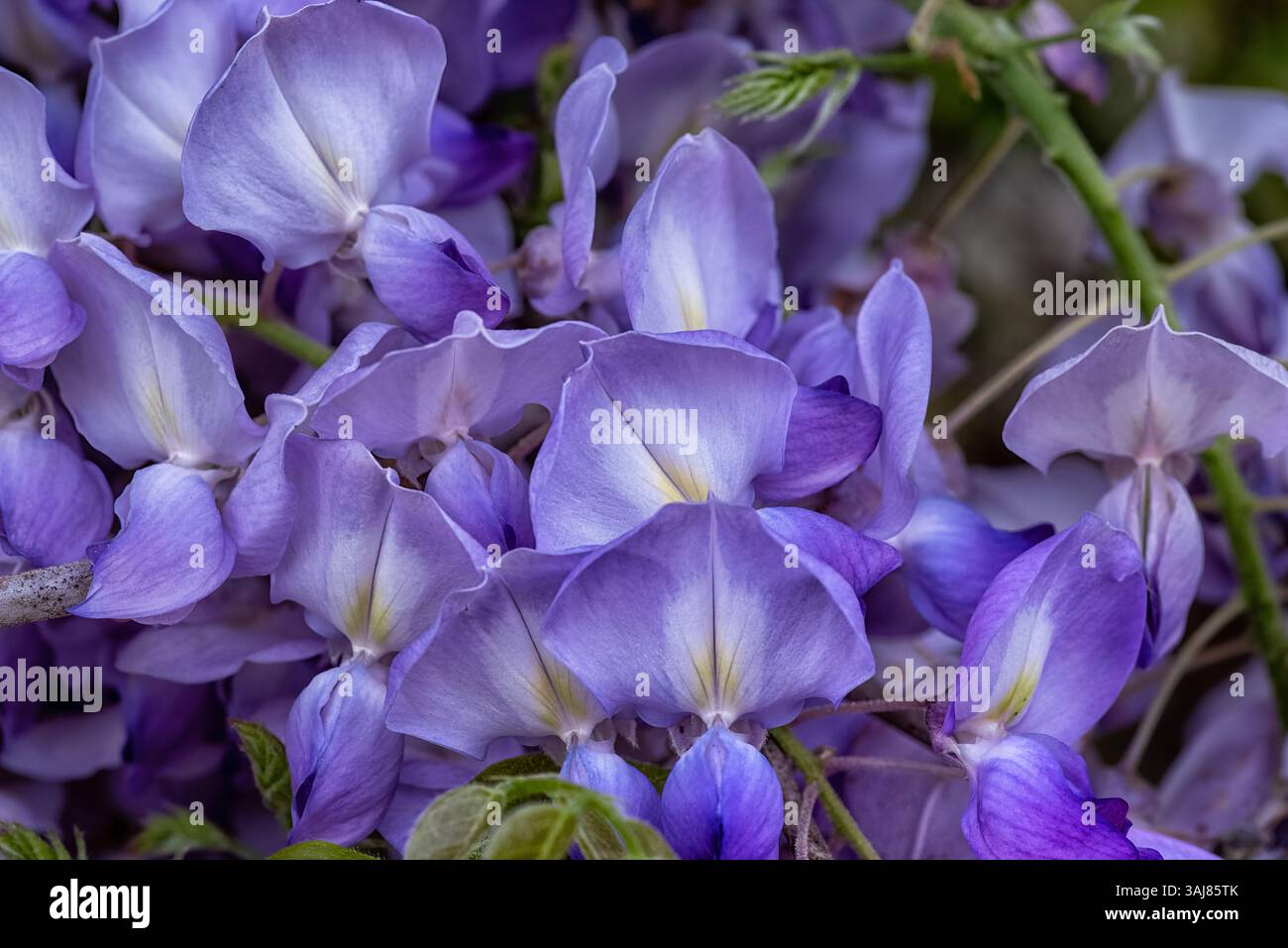 Un gruppo da sogno di fiori di glicine in strati di lavanda e viola, delicatamente illuminato con una delicata consistenza e un naturale flusso pastello. Foto Stock