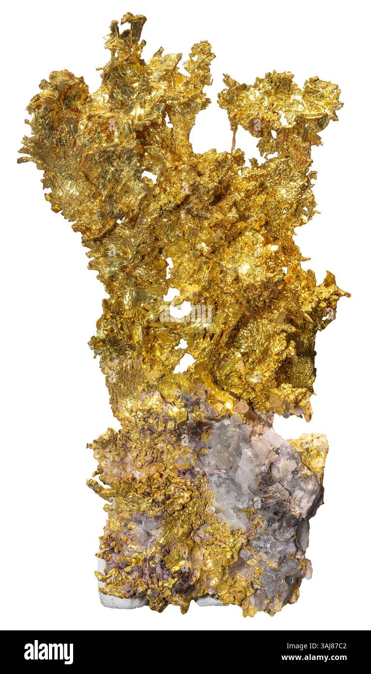 Oro e quarzo, Eagle's Nest Mine, California Gold from the Eagle's Nest Mine, California, è rinomata per il suo spettacolare oro nativo cristallizzato Foto Stock