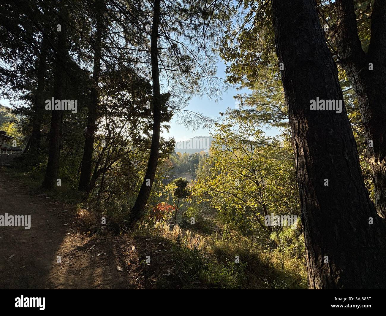 La luce del sole filtra tra tra gli alberi della foresta nella Mountain Valley Foto Stock