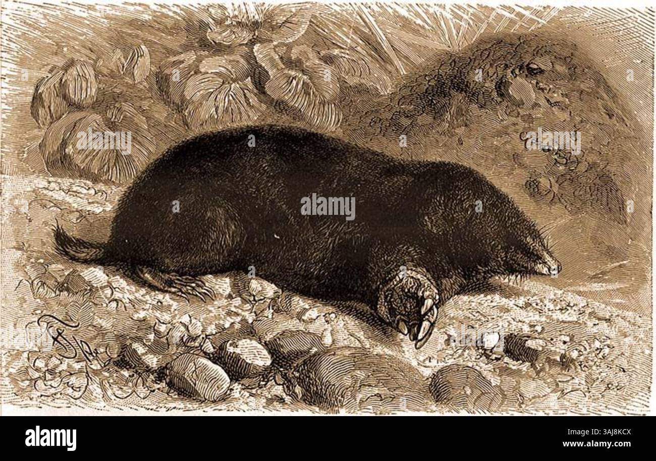 Un'illustrazione di una talpa tratta da "Brehm's Animal Life" di Alfred Brehm, creata nel 1927. Il disegno dettagliato cattura l'aspetto della talpa nel suo ambiente naturale. Foto Stock