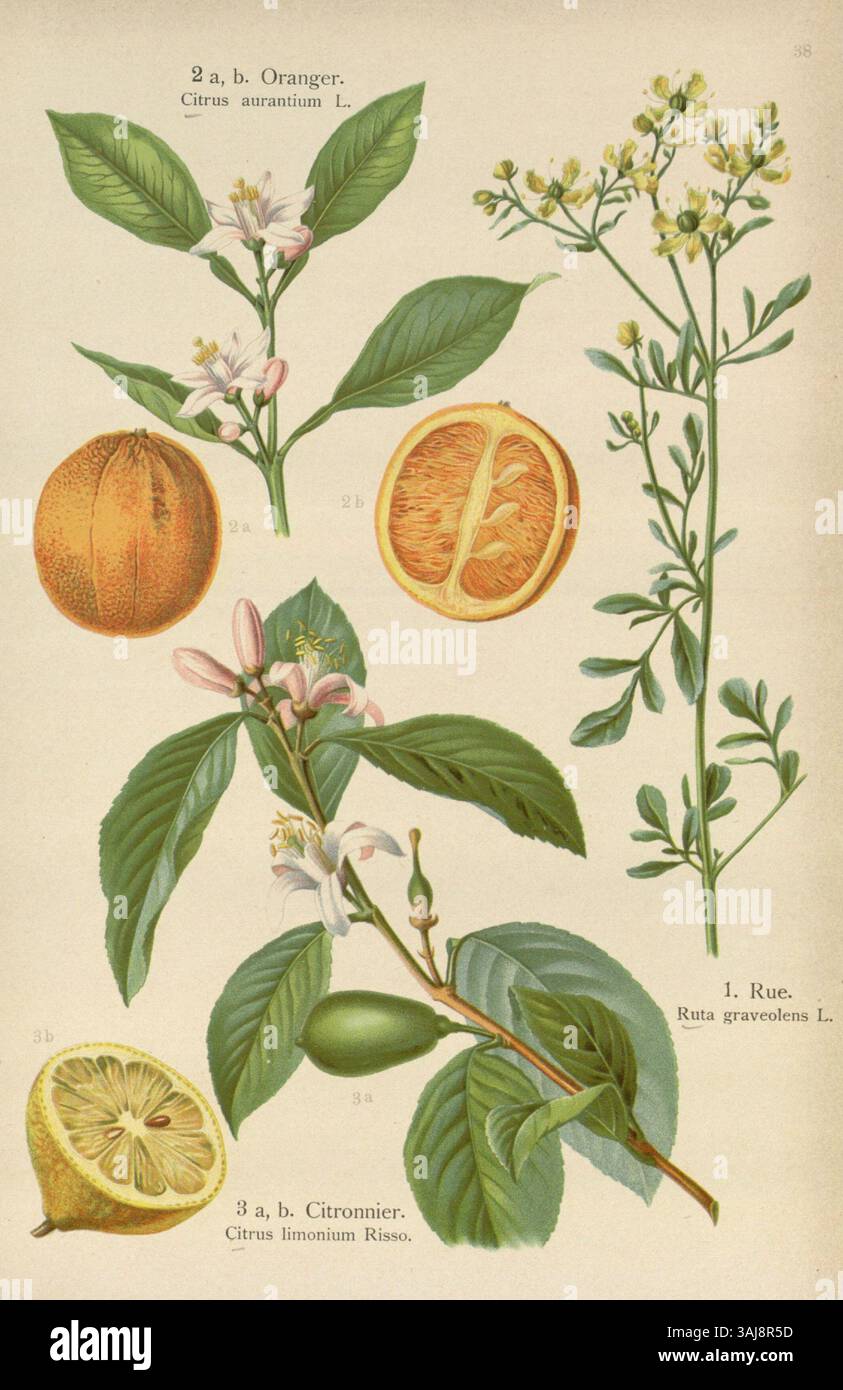 Questa illustrazione mostra *Citrus aurantium* (arancio amaro) e *Citrus limonium* (limone) da "Les plantes médicinales" pubblicato nei primi anni '1900 Fa parte di uno studio botanico sulle piante medicinali. Foto Stock
