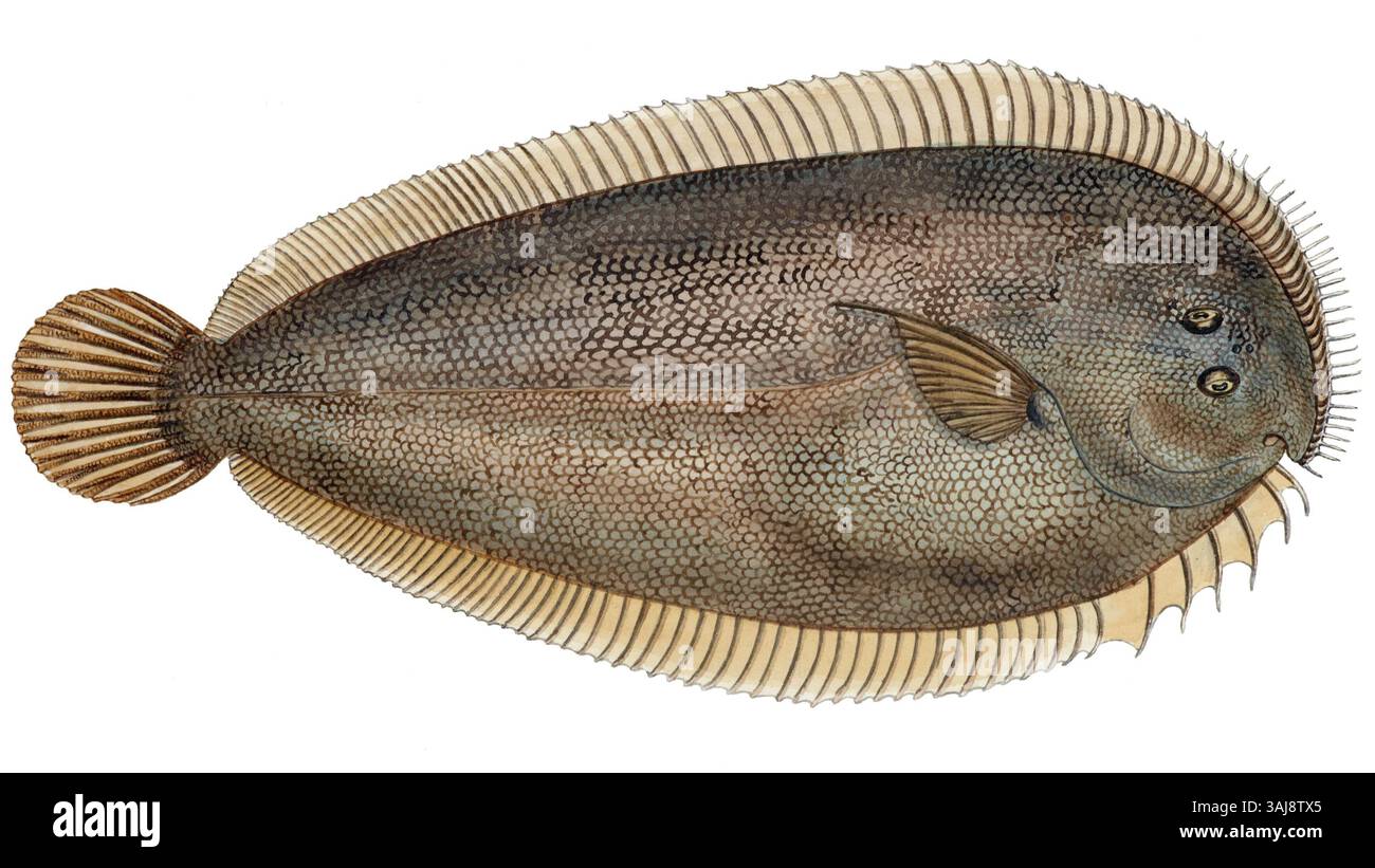 Il dipinto di Frank Edward Clarke del 1875 raffigura la sogliola neozelandese, una specie di pesci, che mostra la sua abilità nella storia naturale nell'arte e nella rappresentazione della vita marina. Foto Stock