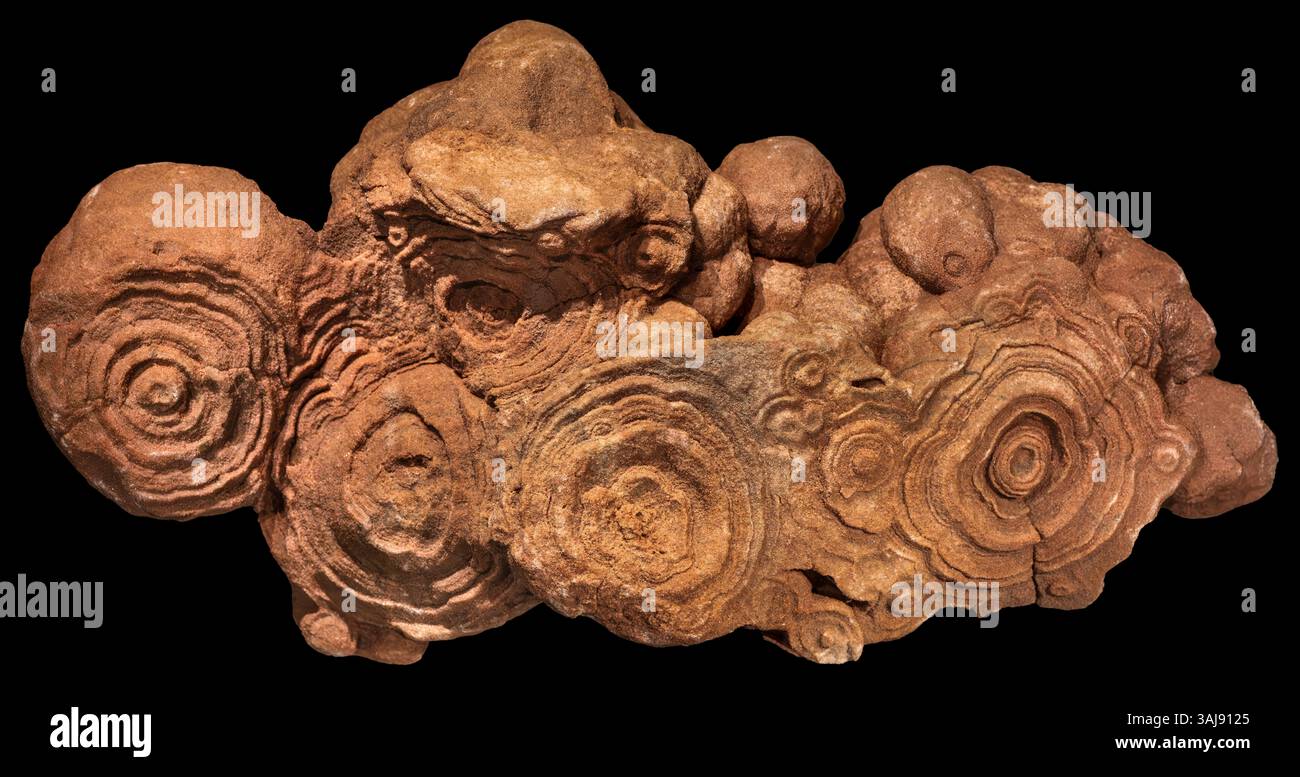 Stromatoliti, montagne dell'Atlante, Marocco Foto Stock