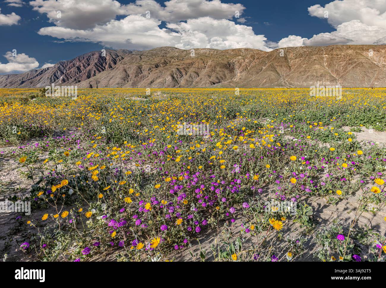 Super Bloom, Anza Borrego SP - California Foto Stock