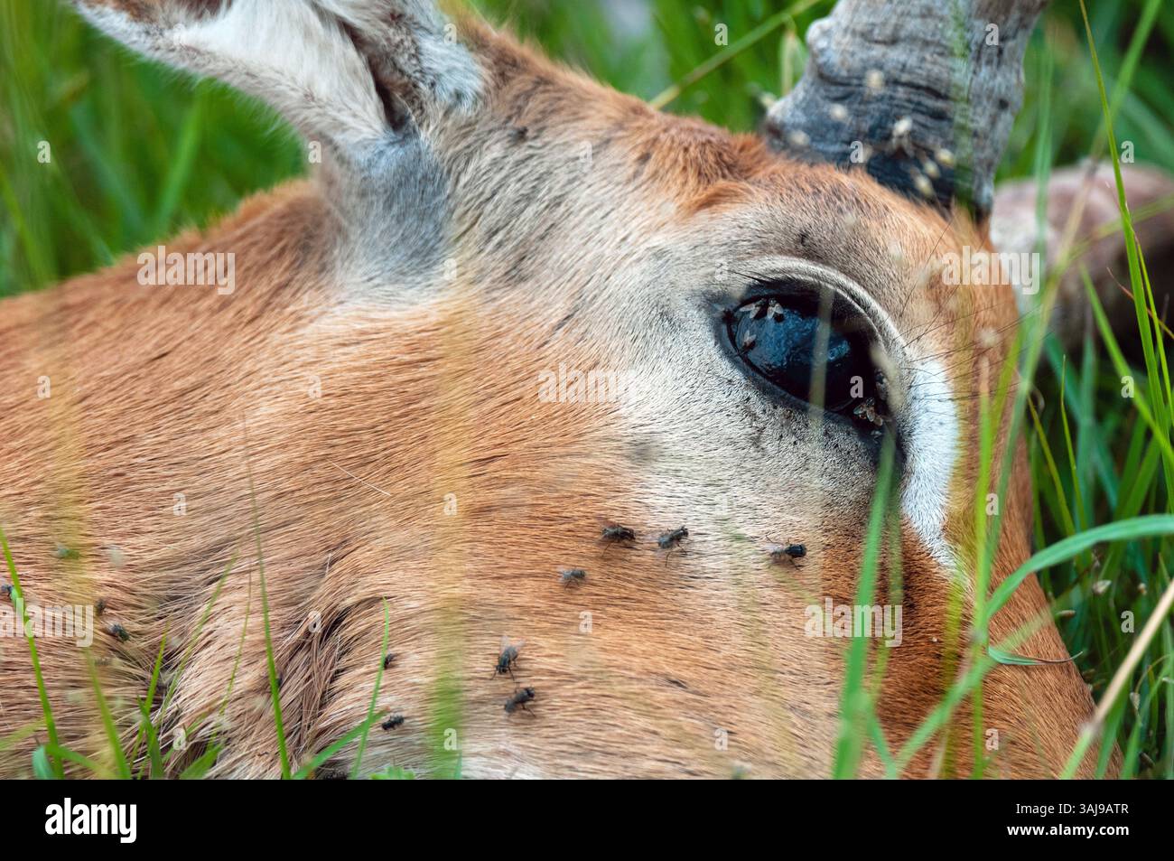 impala, rooibok (Aepyceros melampus), diverse mosche che strisciano sulla faccia di un'antilope nera uccisa da un ghepardo, Kenya, Parco Nazionale Masai Mara Foto Stock