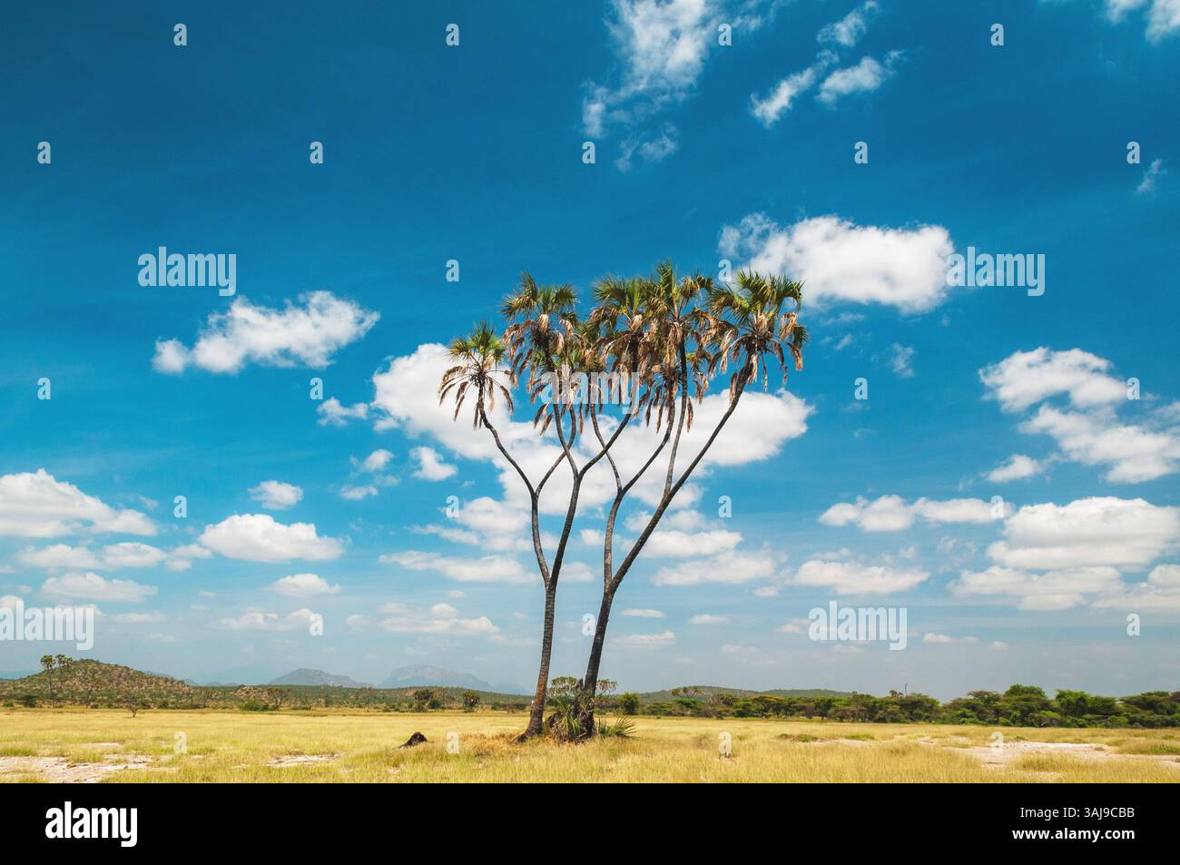Palma Doum, palma Ilala (Hyphaene coriacea), un paio di palme doum nell'ampia savana, Kenya, riserva nazionale di Samburu Foto Stock