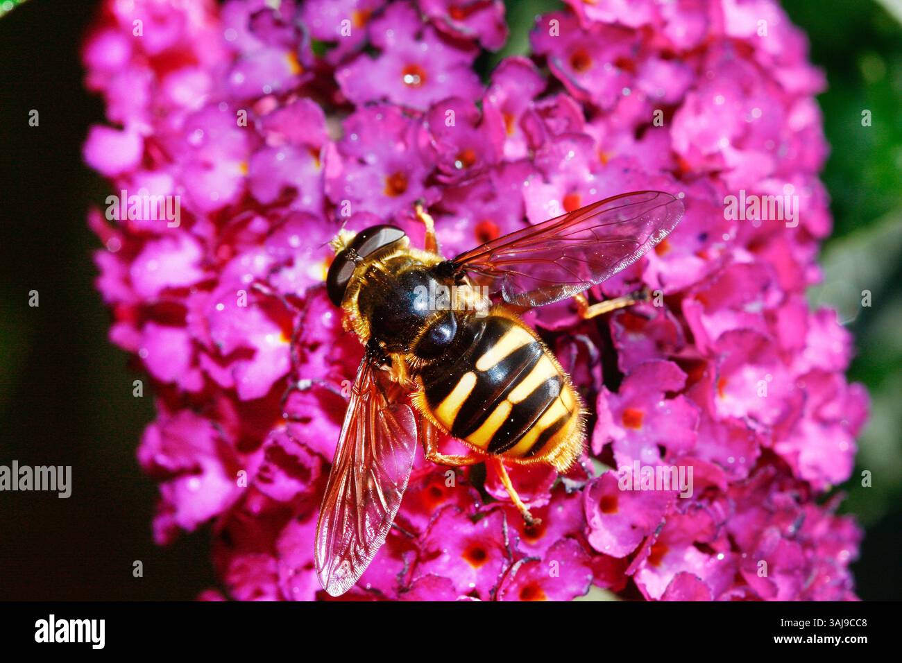 Peat Hoverfly (Sericomyia silentis), si trova su Buddleja, Germania Foto Stock