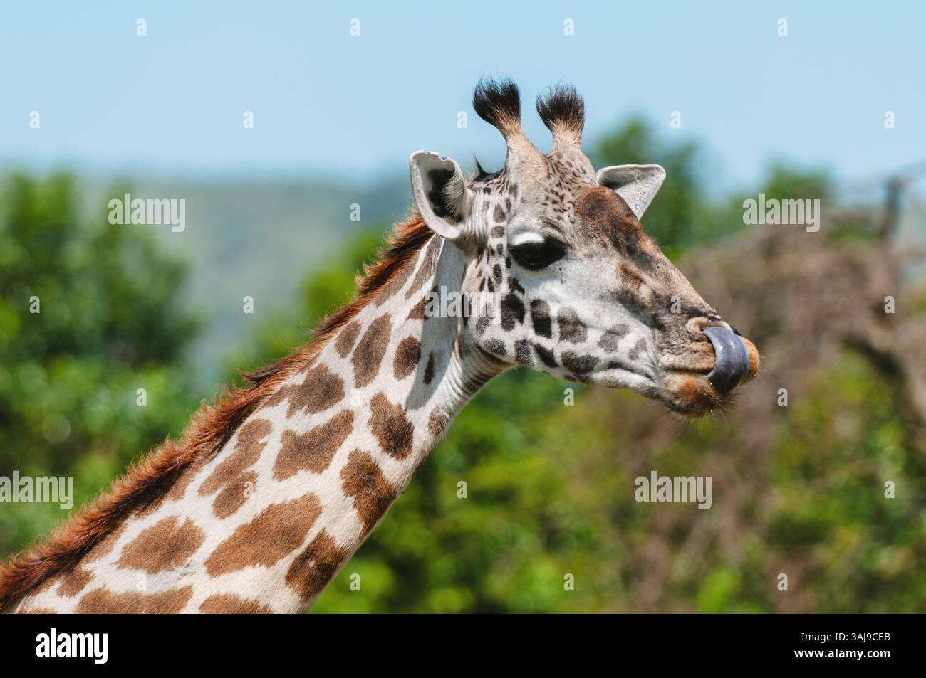 Giraffa Masai, giraffa Maasai, giraffa Kilimanjaro (Giraffa camelopardalis tippelskirchi), ritratto, leccarsi il naso, Kenya, Parco Nazionale Masai Mara Foto Stock