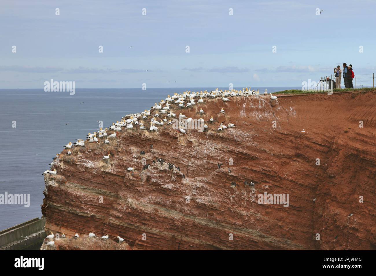 Gannet settentrionale (Sula bassana, Morus bassanus), fotografi presso la colonia di riproduzione sulla roccia degli uccelli, Germania, Schleswig-Holstein, Heligoland Foto Stock