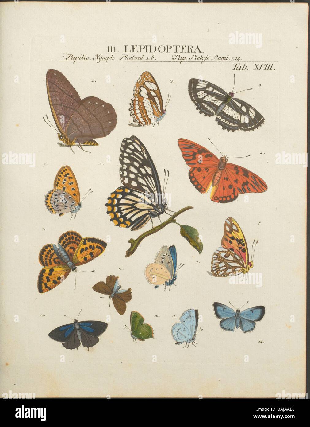 L'incisione di Johann Rudolph Schellenberg 'Tafel 18' del 1776, che illustra ulteriori studi dal 'Abgekürzte Geschichte der Insecten' di Johann Heinrich Sulzer, fornisce rappresentazioni dettagliate di insetti nell'arte scientifica. Foto Stock