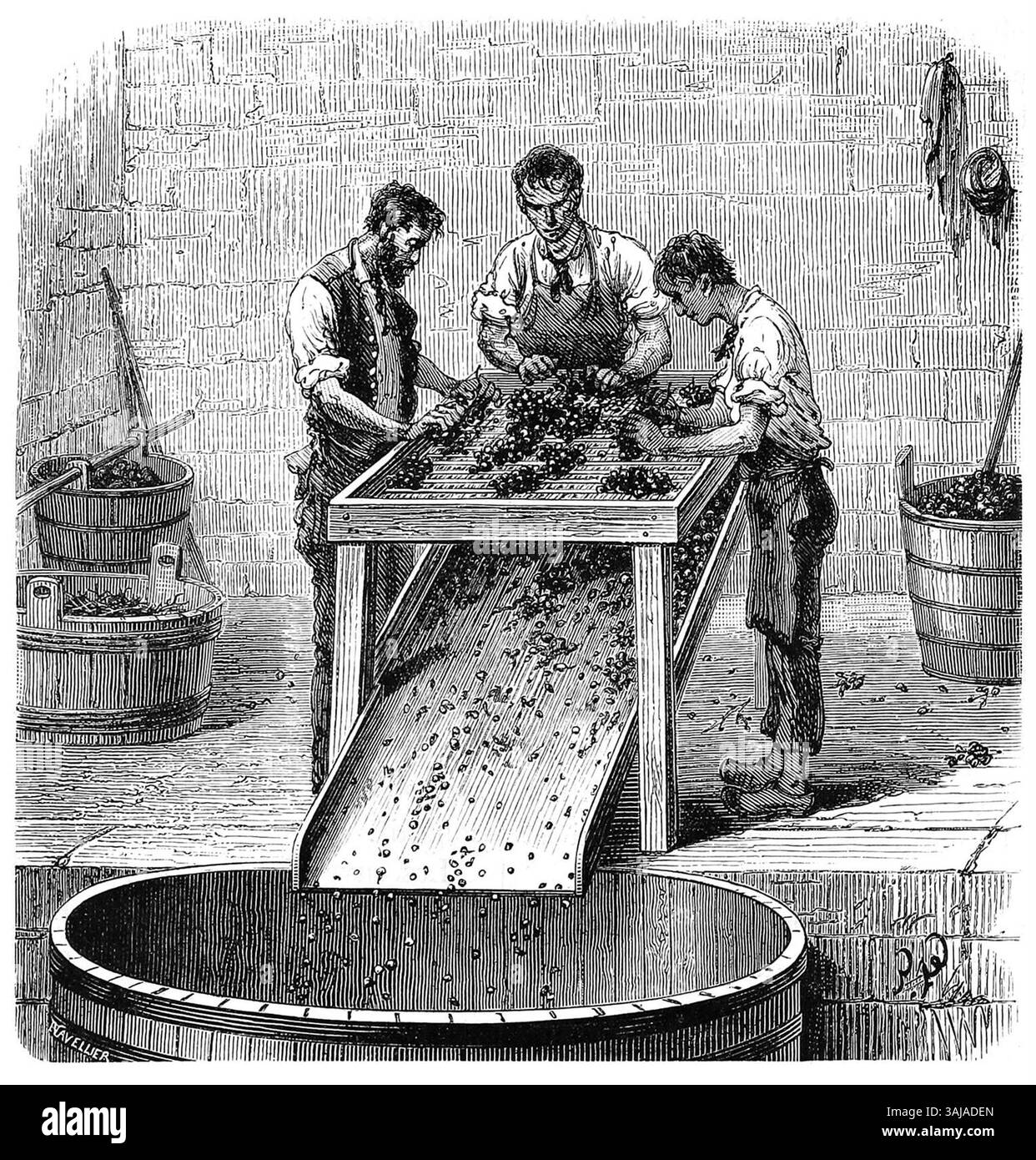 Questa incisione del 1877 di Louis Figuier mostra il processo di produzione dell'uva riddle, utilizzato per preparare vino di Borgogna di alta qualità. L'immagine raffigura gli strumenti e le tecniche impiegati nella produzione di vino pregiato. Foto Stock