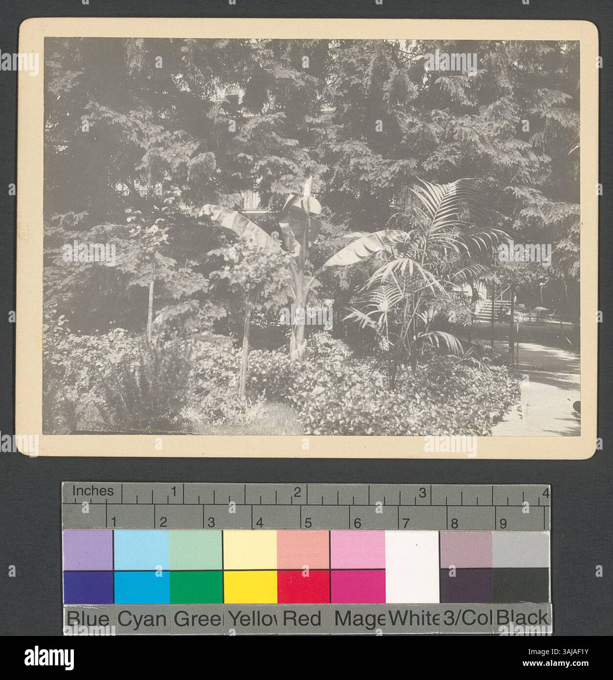 Questa fotografia del 1905 mostra le palme di Zurigo, che mostrano l'adozione da parte della città di piante tropicali in ambienti urbani, riflettendo l'interesse dei primi anni del XX secolo per l'orticoltura esotica e il paesaggio urbano. Foto Stock