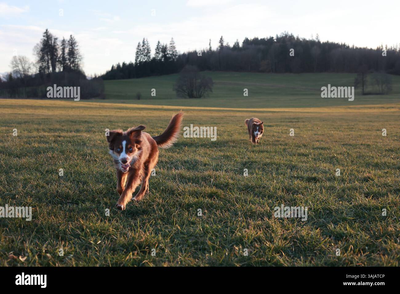 Due cani che corrono in un campo con un bellissimo cielo blu sullo sfondo Foto Stock
