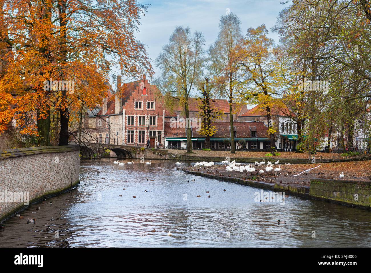 Cigni e anatre che riposano vicino al canale vicino agli alberi autunnali tra il Begijnhof Park (Beguinage) e il Minnewater Park a Bruges, Belgio Foto Stock