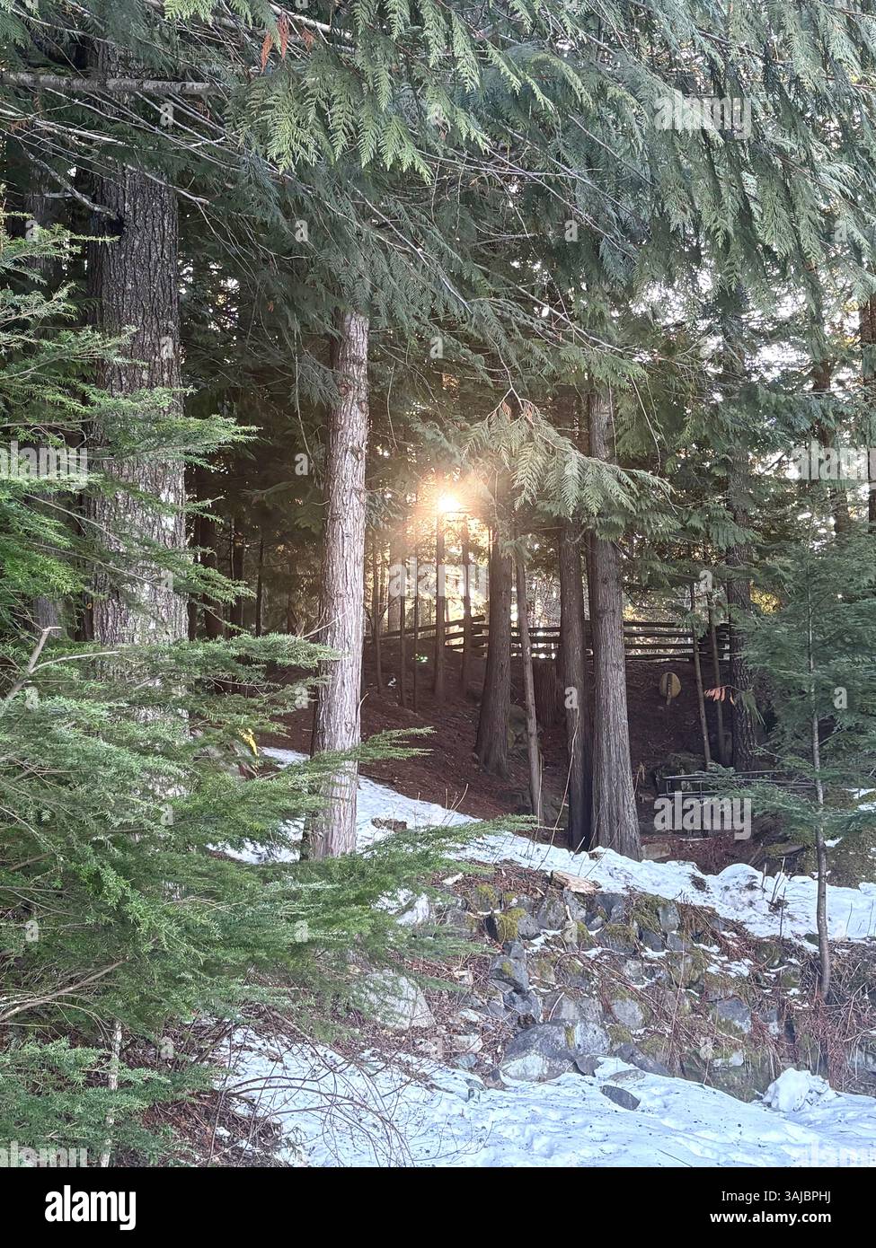 La luce del sole attraversa Snowy Forest Pines - Immagine stock catturata con smartphone