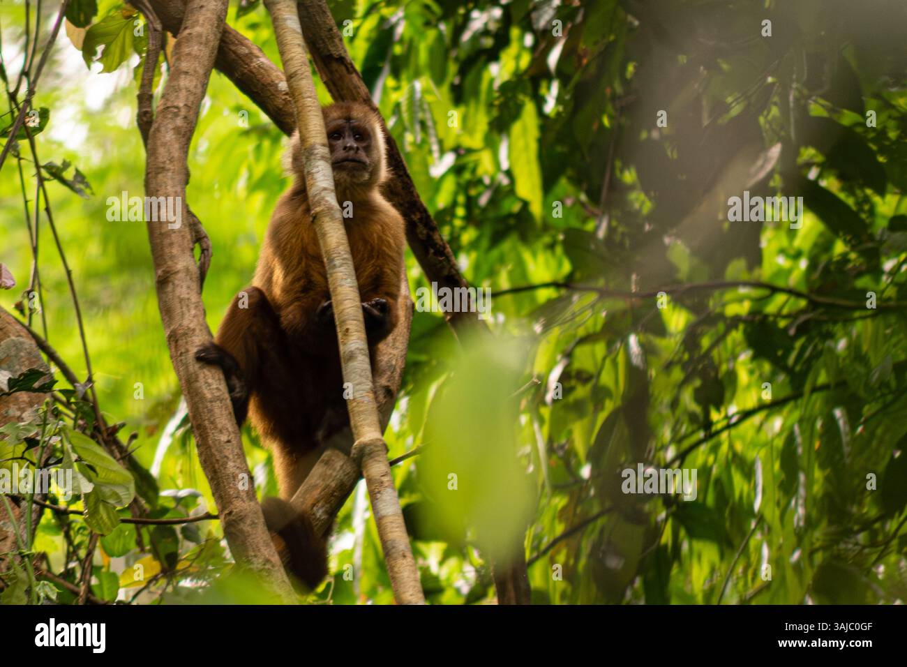 Sentinel scimmia cappuccina sull'Isola delle Scimmie di Tambopata, foresta pluviale amazzonica peruviana. Foto Stock