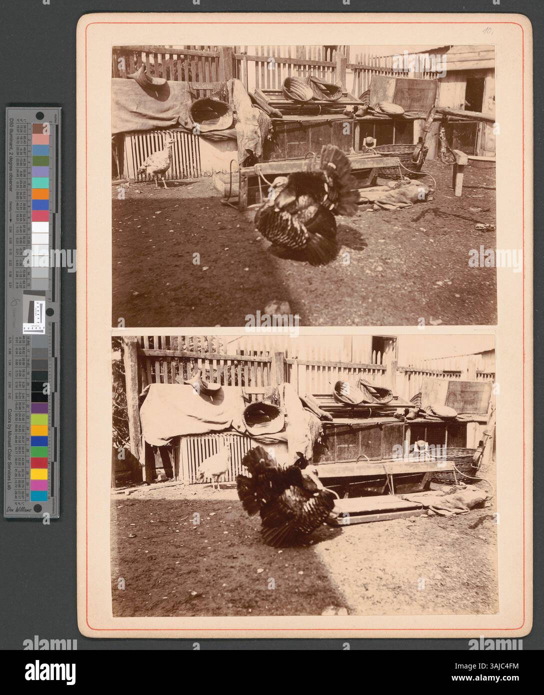 Una fotografia del 1891 di due tacchini in un cortile non identificato, che cattura la vita rurale e la zootecnia all'aperto a Zürich. Foto Stock