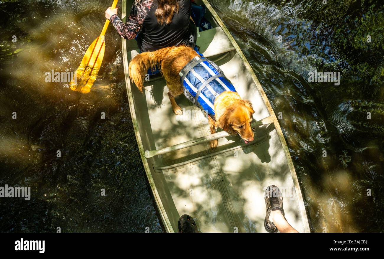 Golden Retriever con il giubbotto salvagente in canoa da un punto panoramico Foto Stock