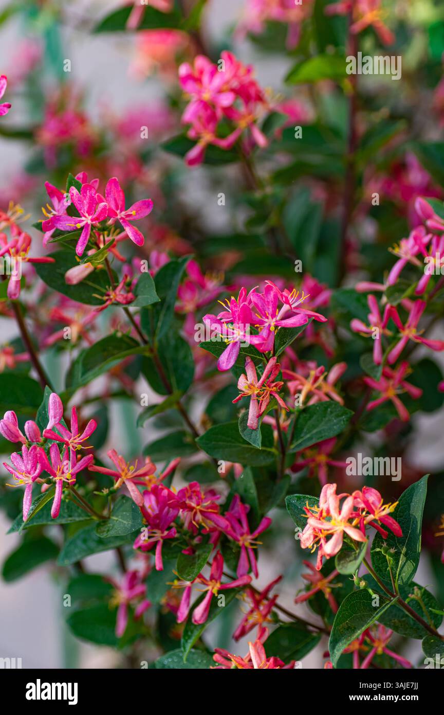 I delicati fiori di caprifoglio rosa con centro giallo brillante si distinguono per il verde lussureggiante. Foto Stock