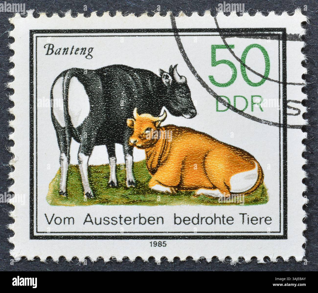 Francobollo cancellato stampato dalla Germania Est, che mostra Banteng (Bos javanicus), circa 1985. Foto Stock