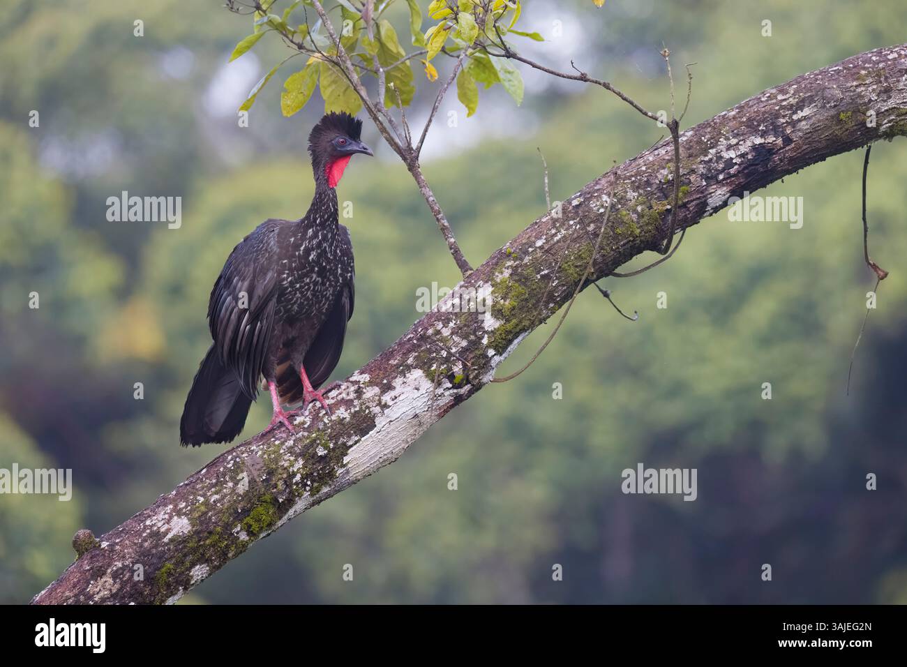 Guan crestato in Costa Rica Foto Stock