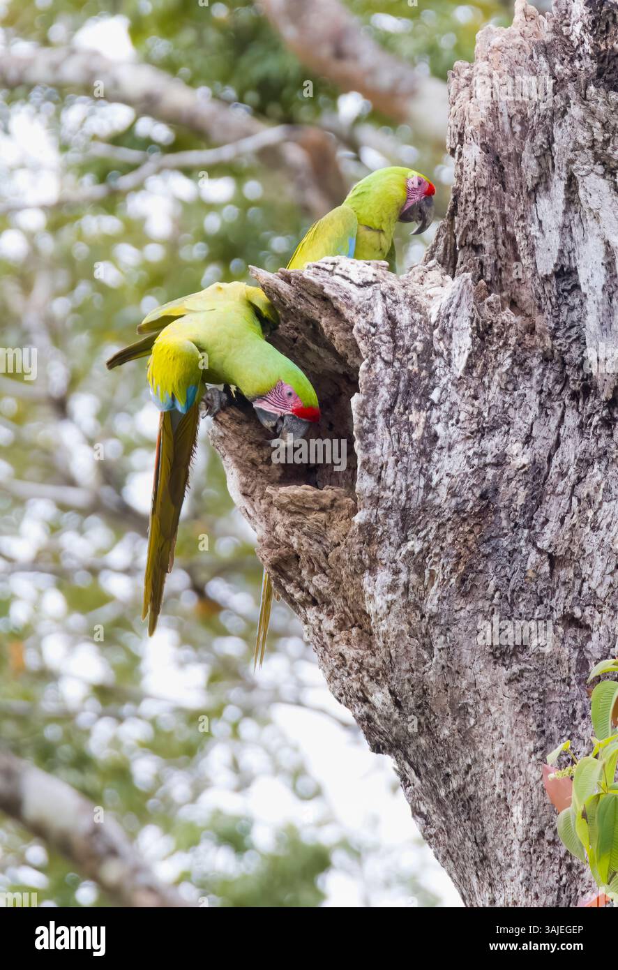 Grande Macaw verde in una buca di nido in Costa Rica Foto Stock