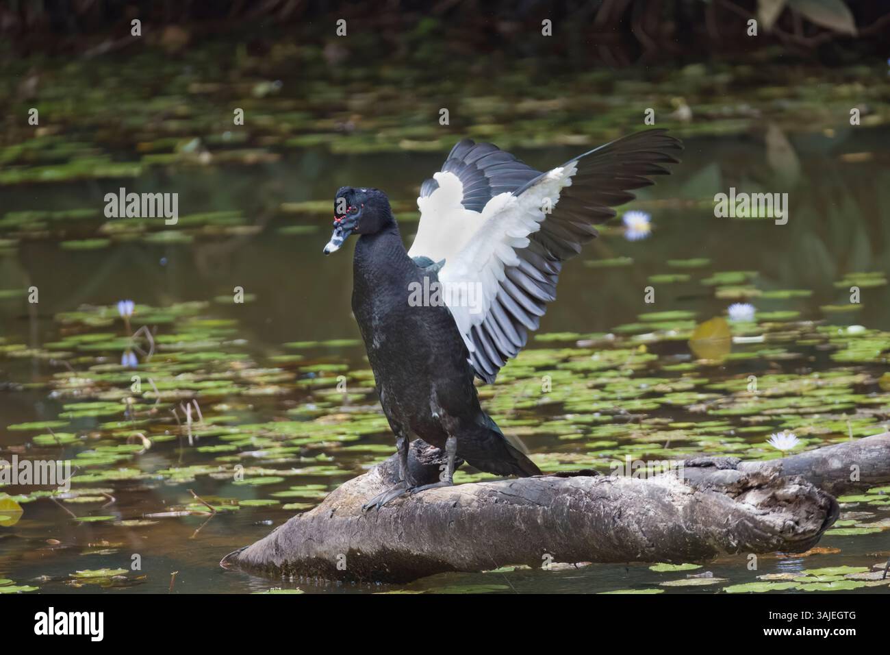 Muscovy Duck sbatte le ali in Costa Rica Foto Stock