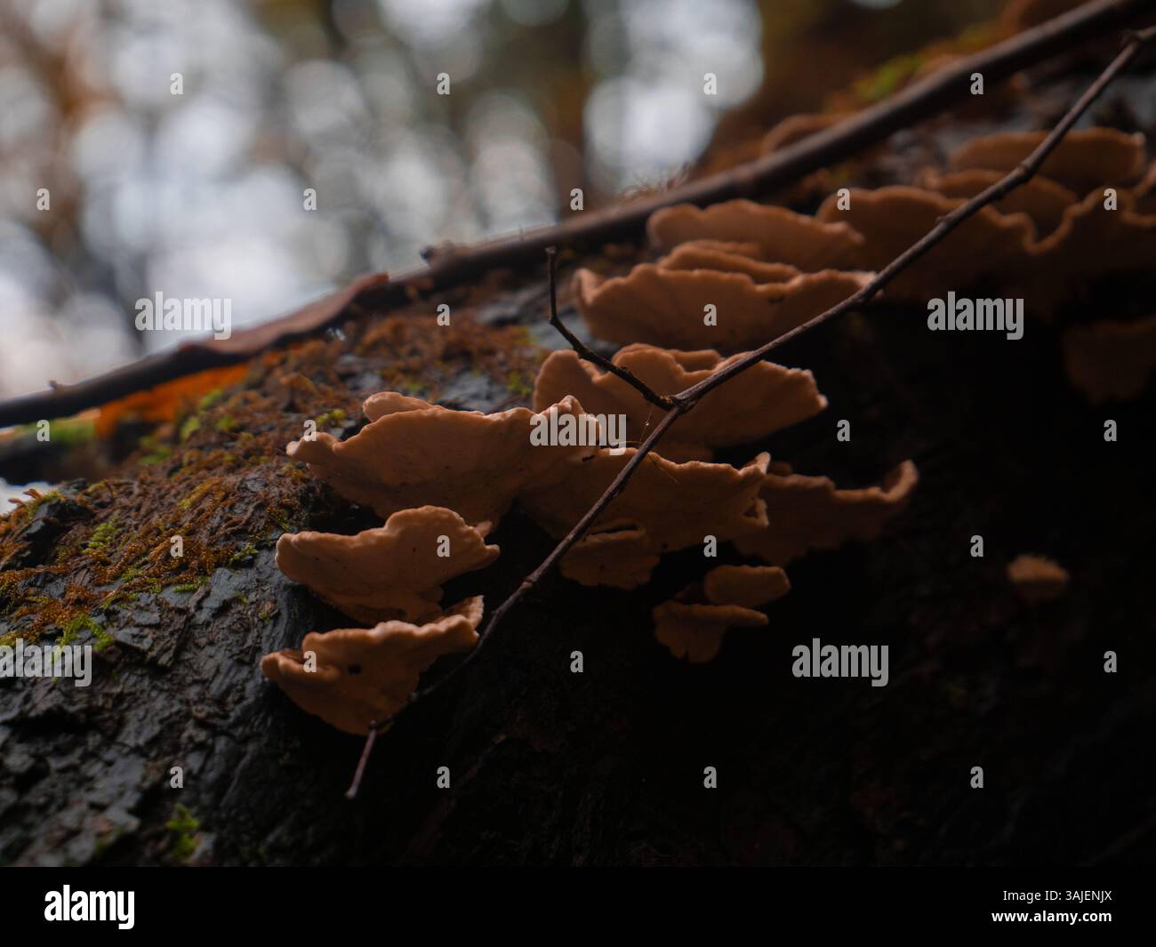 Primo piano di funghi che crescono su Mossy Tree in un ambiente forestale Foto Stock