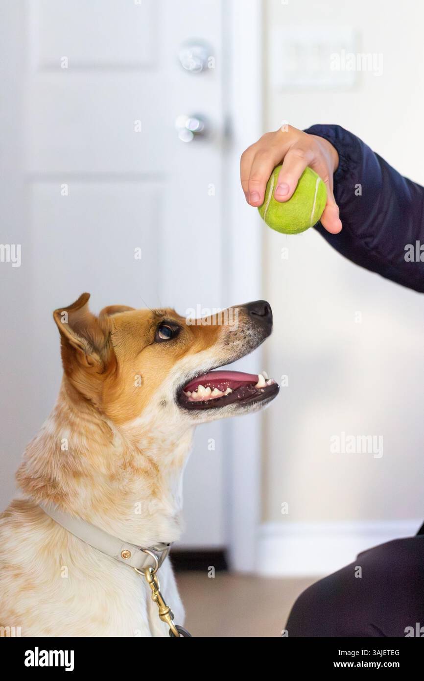 Il cane eccitato si concentra sulla palla da tennis tenuta da una persona al chiuso Foto Stock