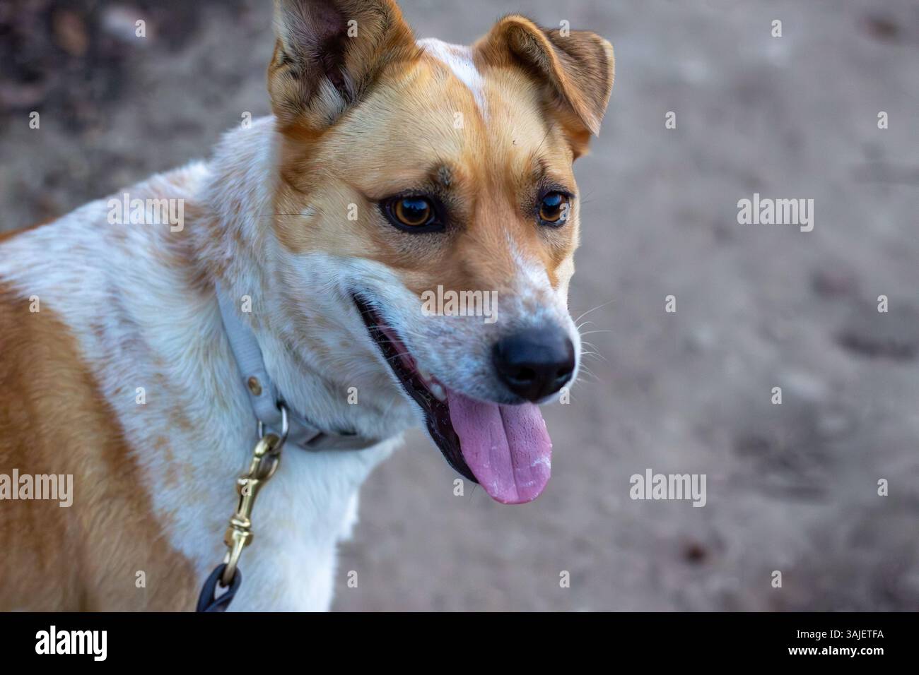 Pantaloni per cani al guinzaglio felici dopo attività all'aperto su sentieri sterrati Foto Stock