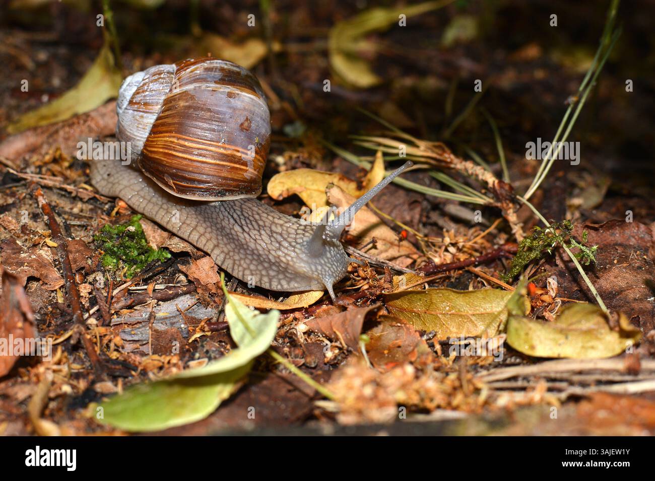 Una lumaca nel suo habitat originale. Una grossa lumaca su un terreno pieno di vecchie foglie e rami. Una lumaca nella foresta in autunno. Foto Stock