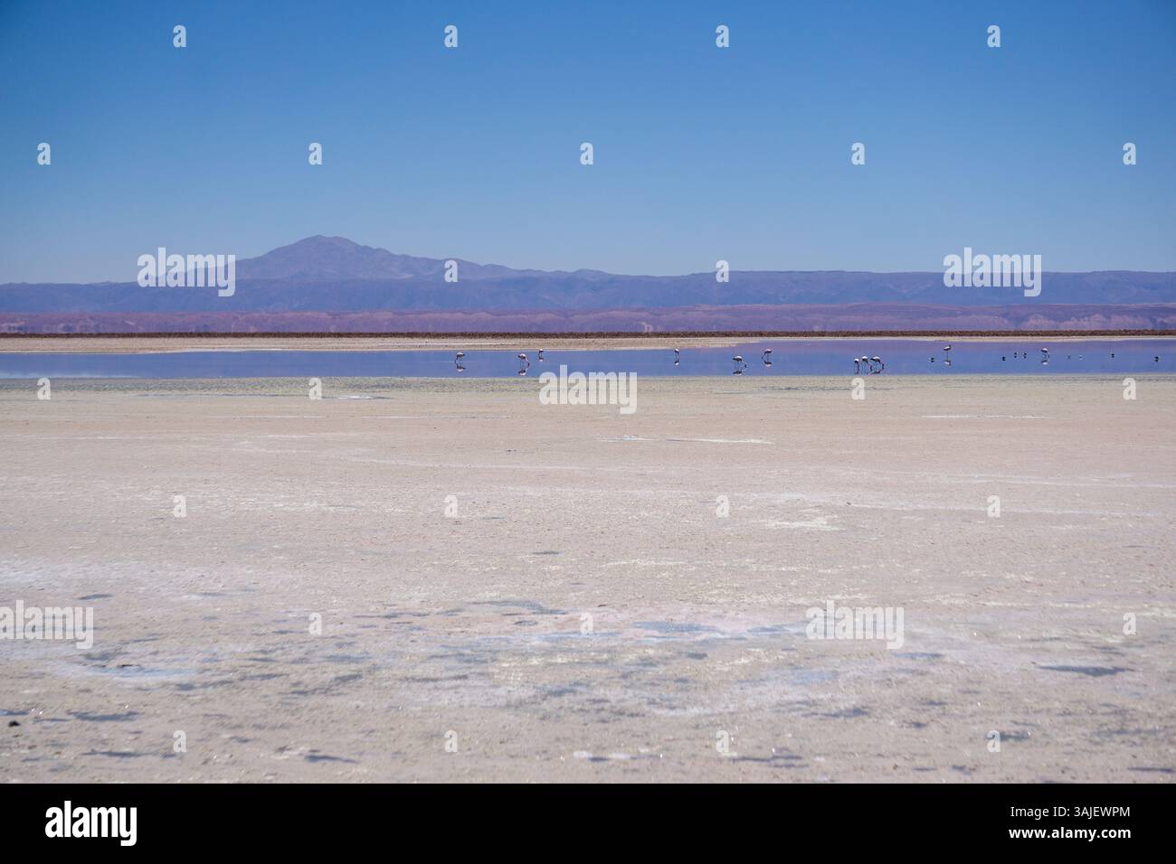 Un paesaggio panoramico della Laguna Chaxa con molti fenicotteri e viste mozzafiato del deserto di Atacama e delle vette vulcaniche Foto Stock