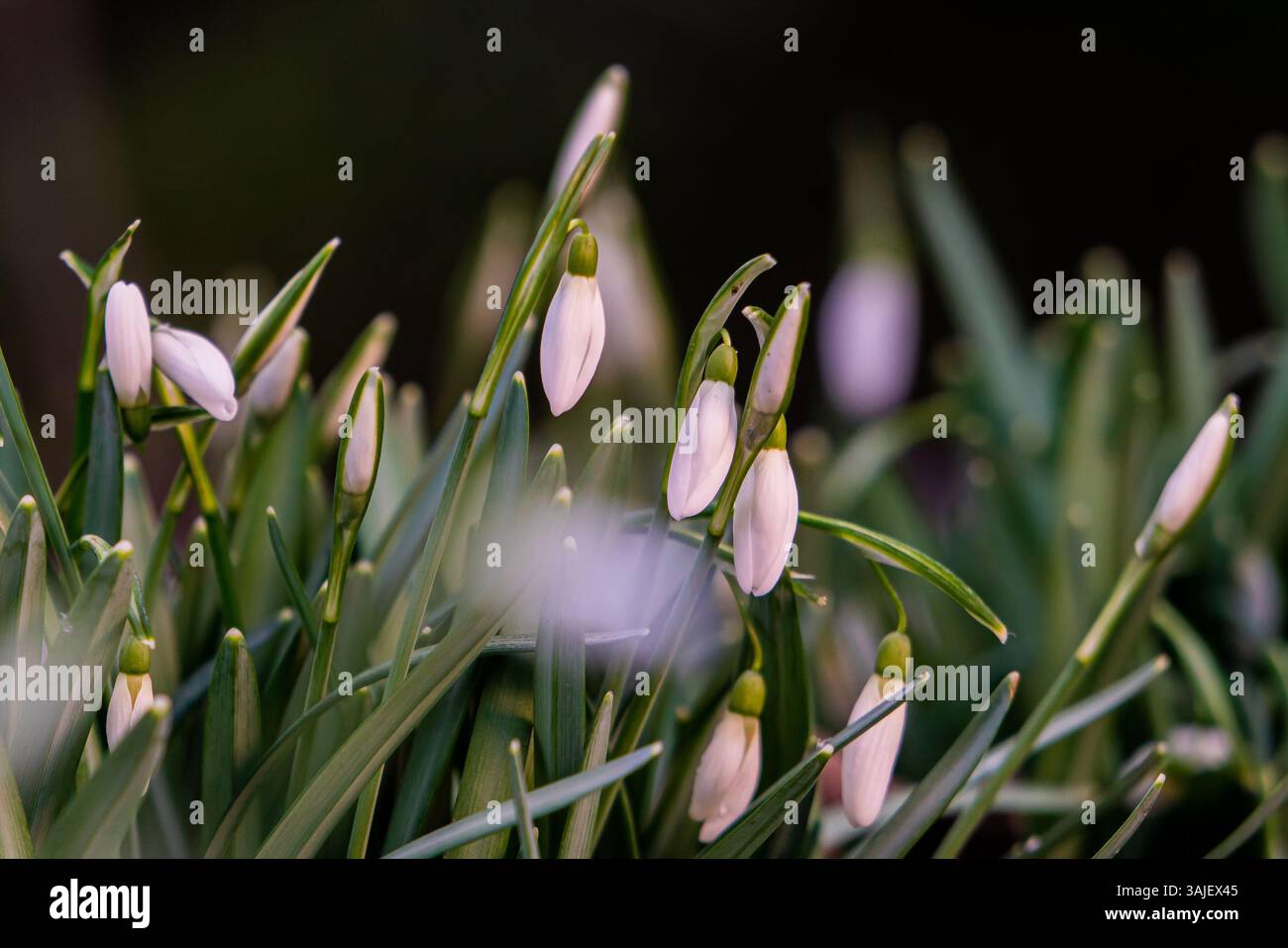 Gocce di neve sotto la luce calda del sole Foto Stock