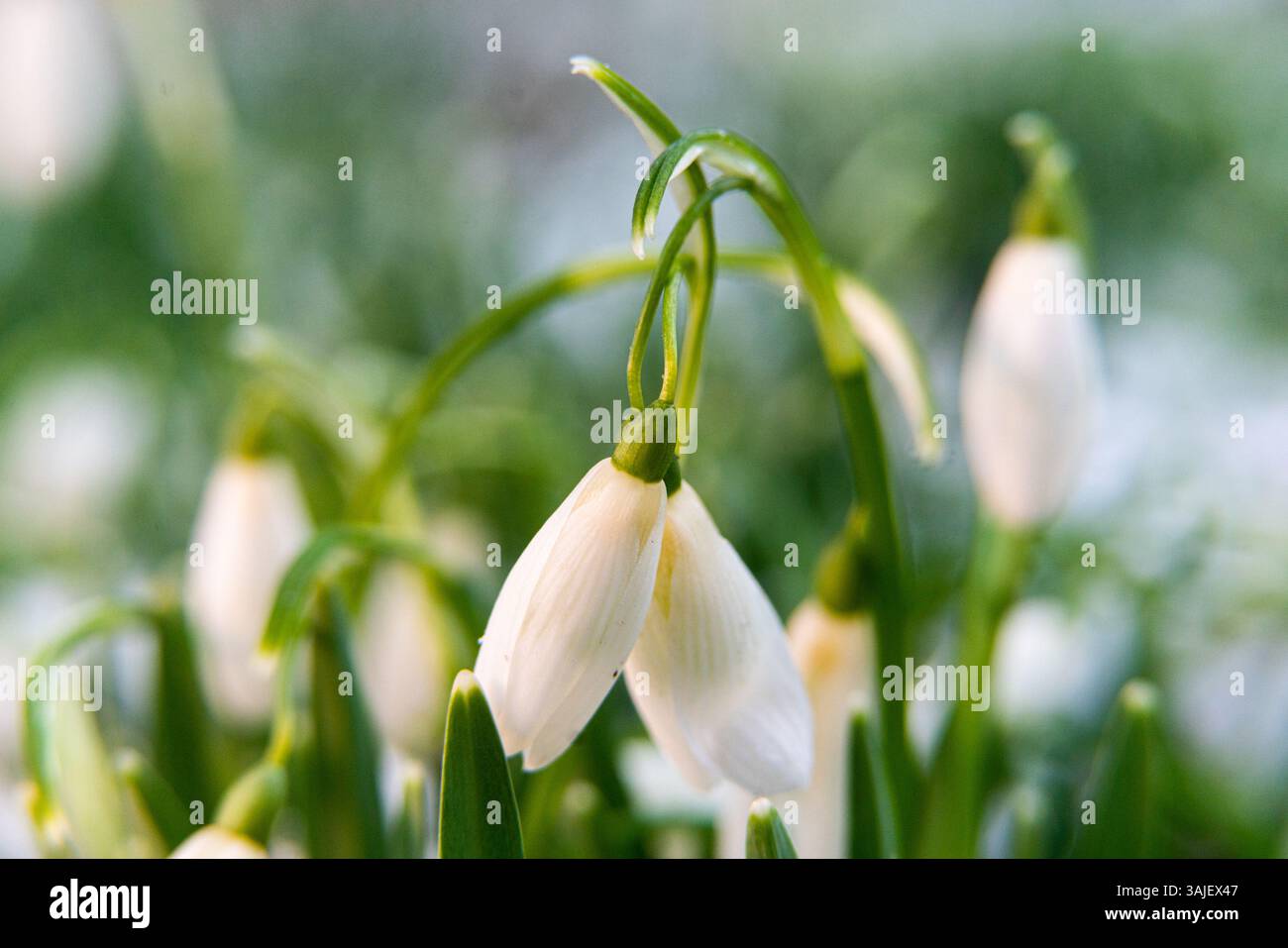 Gocce di neve sotto la luce calda del sole Foto Stock