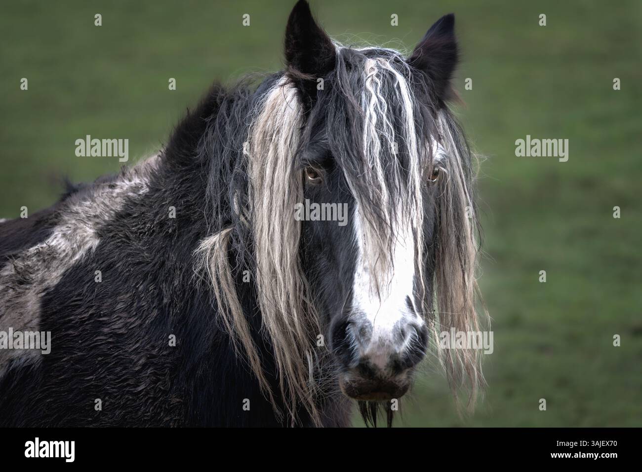 Cavallo nero e bianco trasandato Foto Stock