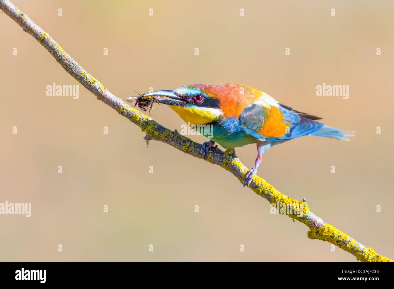 Merops apiaster (Merops apiaster) dai colori vivaci, arroccato con un'ape a Valladolid, Spagna. Incredibile fauna selvatica nel suo habitat naturale di caccia. Foto Stock