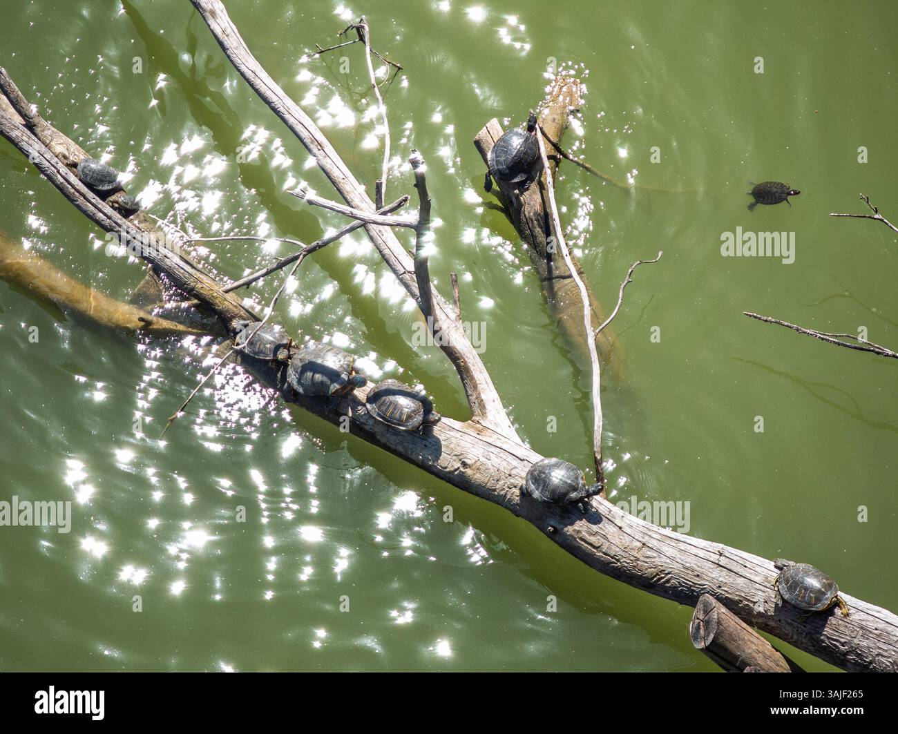 I cursori dalle orecchie rosse si crogiolano al sole su tronchi di legno lungo il fiume Guadalquivir a Siviglia, sollevando preoccupazioni per la biodiversità locale. Foto Stock