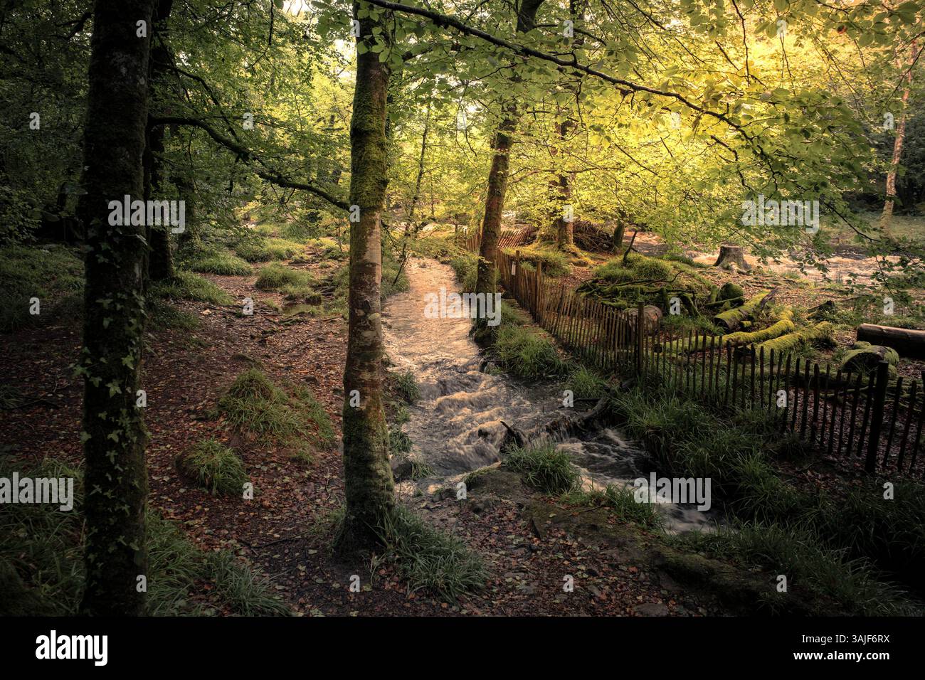 Cascate di Golitha. Un fiume inondato Fowey traboccante mentre scorre attraverso l'antico bosco di Draynes Wood sul Bodmin Moor in Cornovaglia nel Regno Unito. Foto Stock