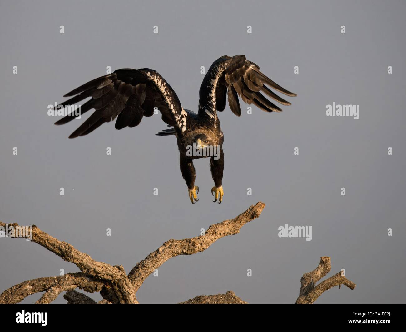 Aquila Imperiale spagnola (Aquila adalberti) decollando, Calera vicino a Talavera de la Reina, Spagna Foto Stock
