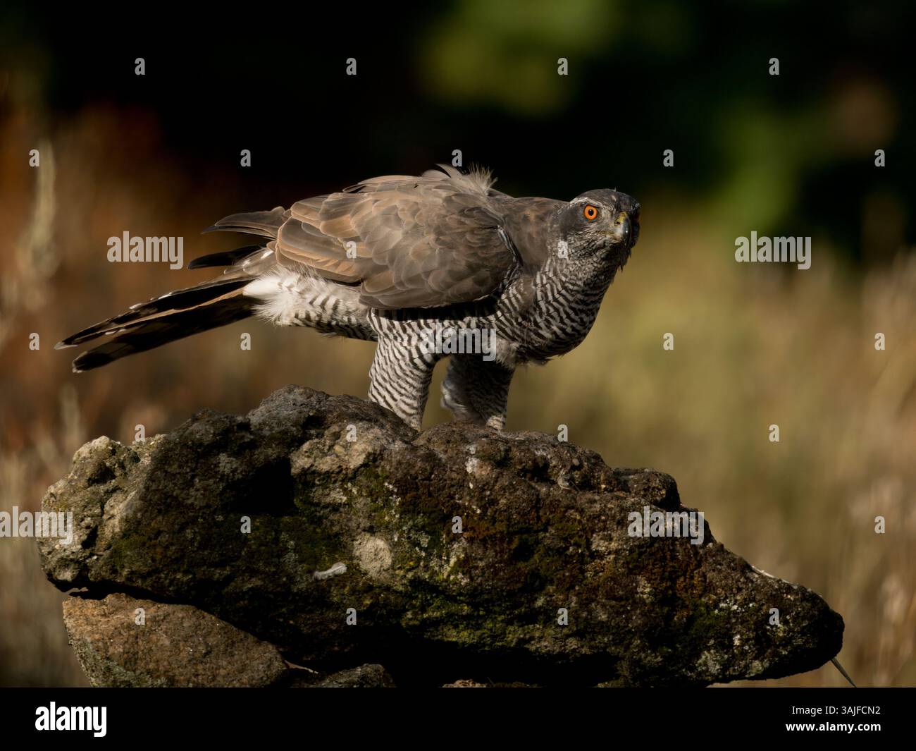 Goshawk eurasiatico (Accipiter gentilis) Calera vicino a Talavera de la Reina, Spagna Foto Stock